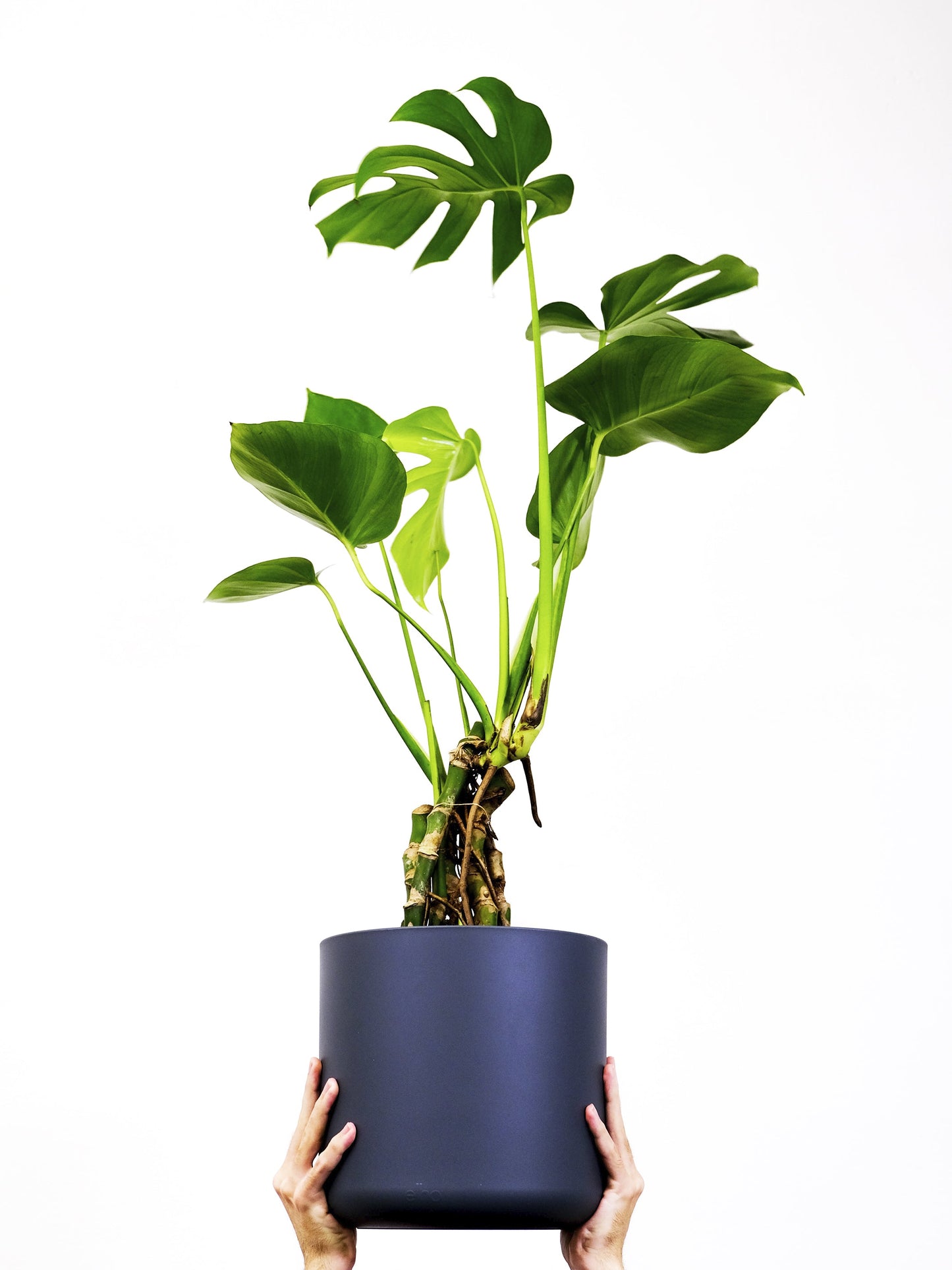 Monstera Deliciosa